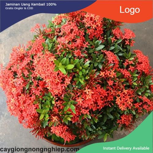 Hoa mẫu đơn đỏ hồng mỹ -bầu cây lớn đang hoa