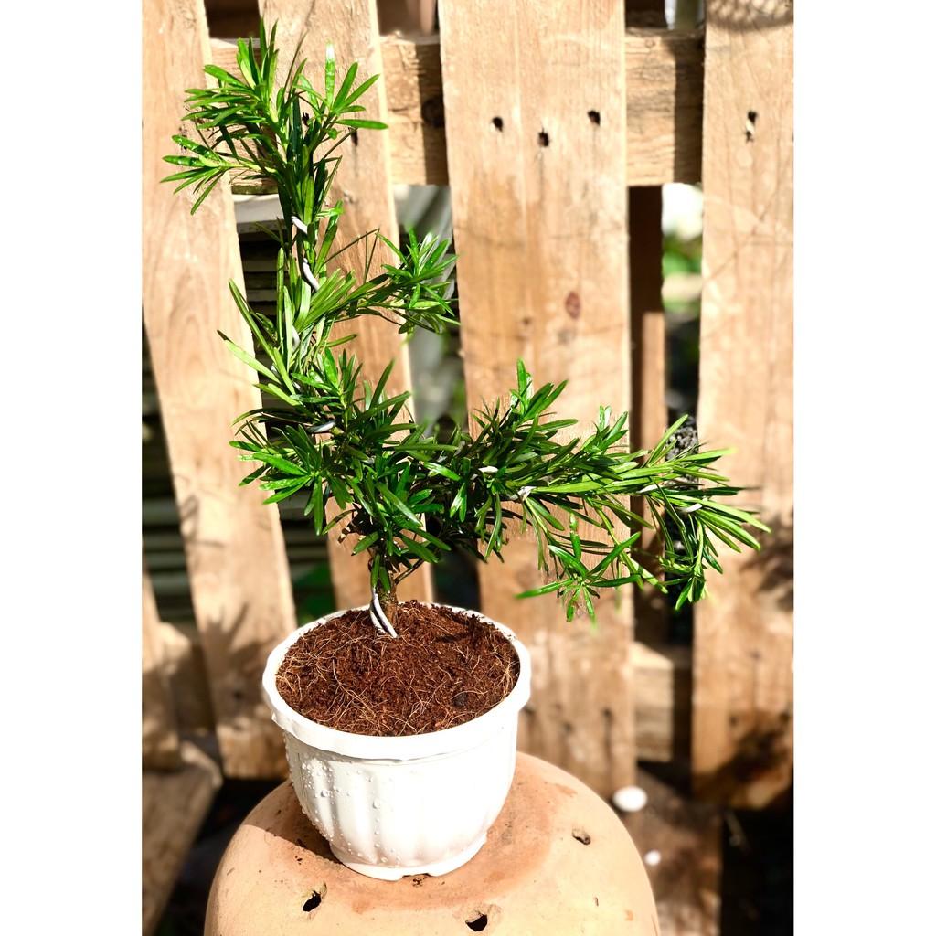 Chậu Bonsai cây Tùng Vạn Niên
