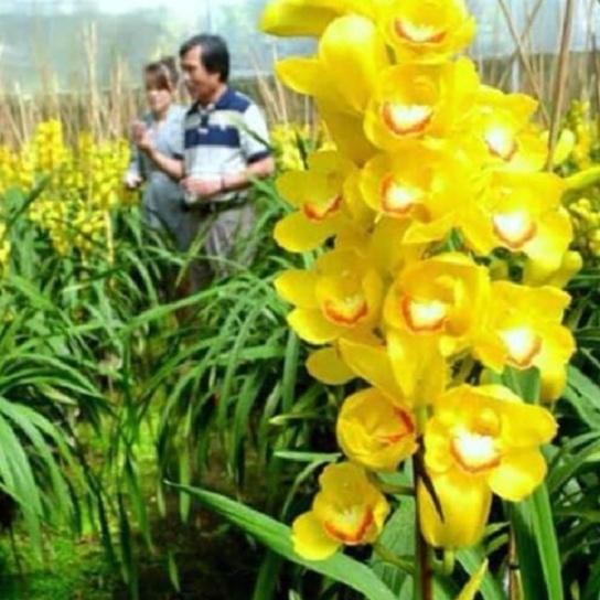 Bộ 2 Củ giống hoa địa lan santo màu vàng