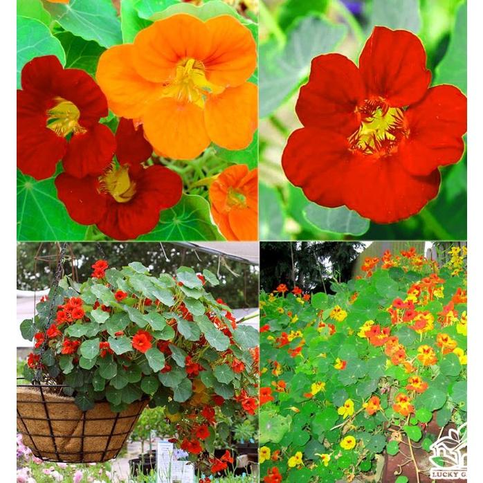 Combo 2 gói Hạt giống hoa Sen Cạn lùn mix màu-gói 15 hạt-tặng kèm gói kích mầm