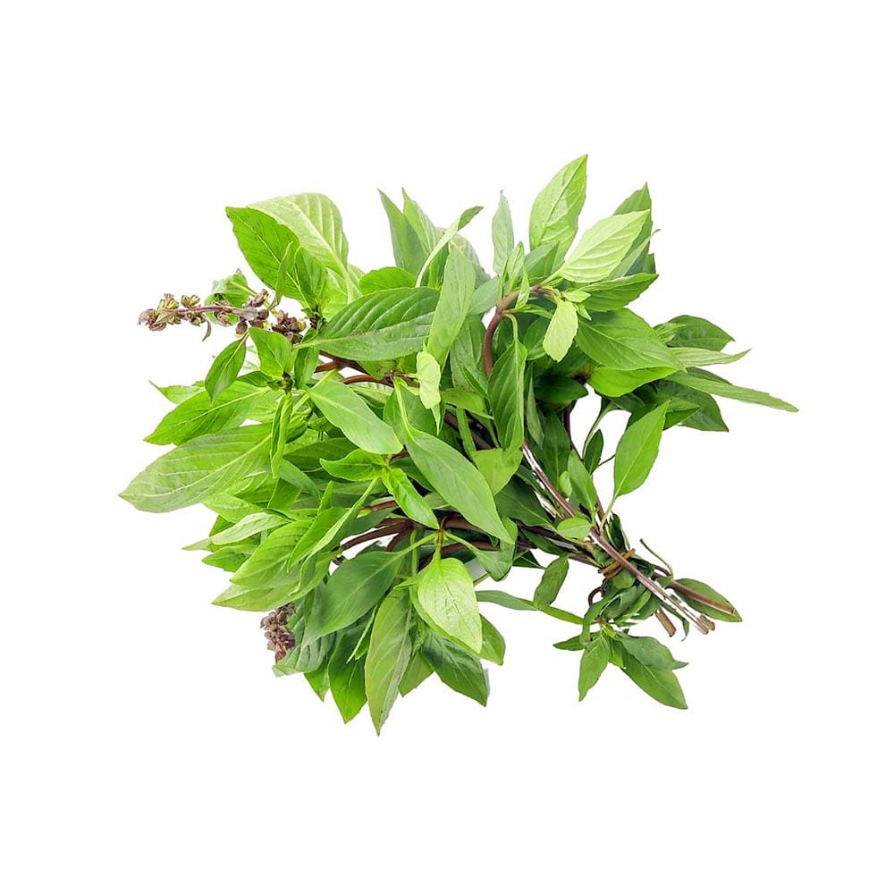 Hạt giống Húng Quế cao sản 10gr