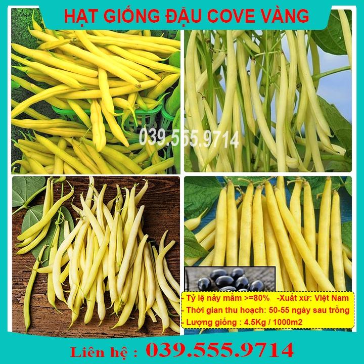 Hạt Giống Đậu Cove Vàng Siêu Quả