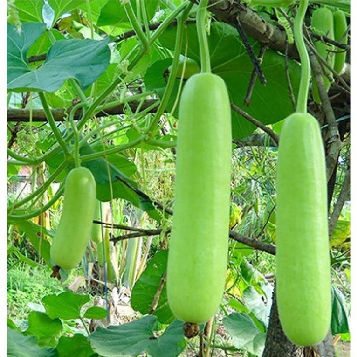 Hạt Giống Bầu Lai Xanh F1 CT04 - Gói 10 hạt
