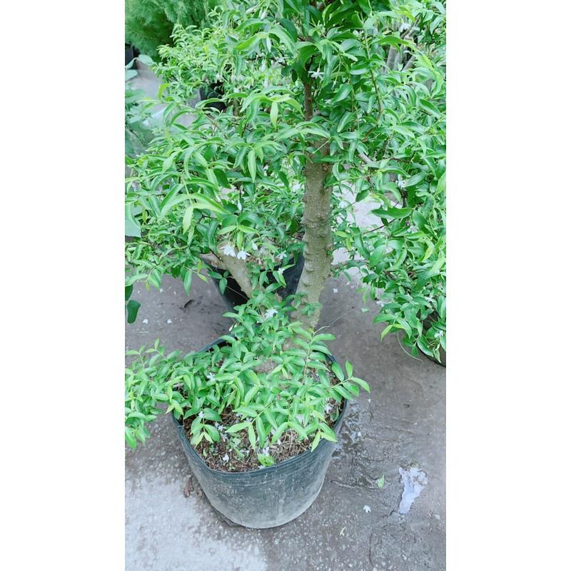 Mai Chiếu Thuỷ Bonsai Lớn