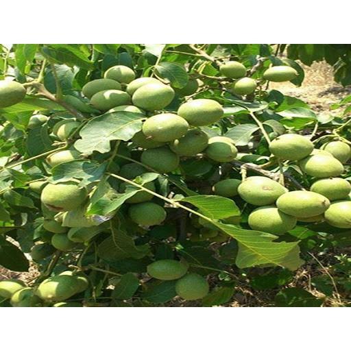 CÂY GIỐNG QUẢ ÓC CHÓ SIÊU QUẢ, SIÊU NĂNG SUẤT,SIÊU KINH TẾ- CAM KÊT GIỐNG CHUẨN F1