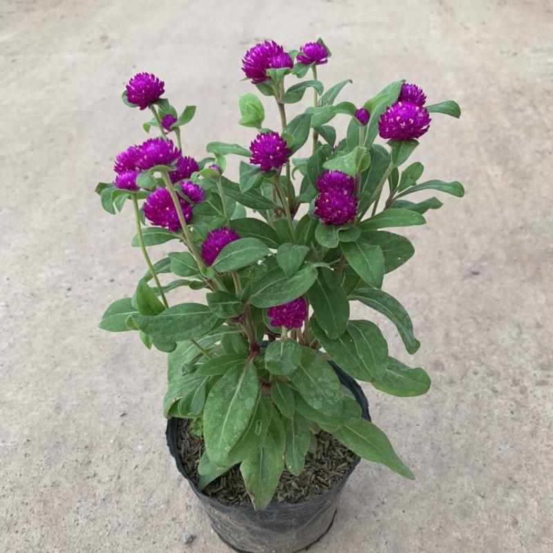 Cây cúc bách nhật cao 15cm, cây hoa cảnh nở rực rỡ trồng trang trí sân vườn, ven đường và công viên