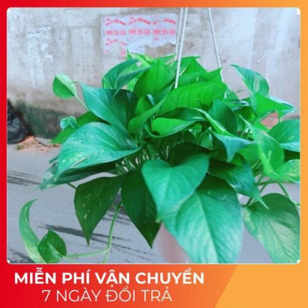 Chậu Trầu Bà Thái Size Đại