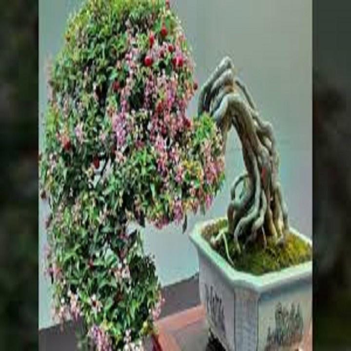 CHẬU CÂY Hồng ngọc mai bonsai , CHẬU CÂY LỚN