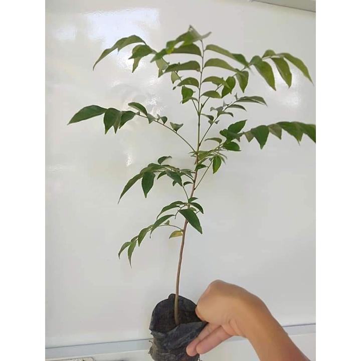 Combo 6 cây móc mật