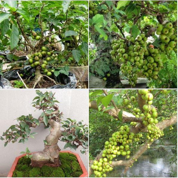 Hạt giống sung bonsai - 10 hạt/gói