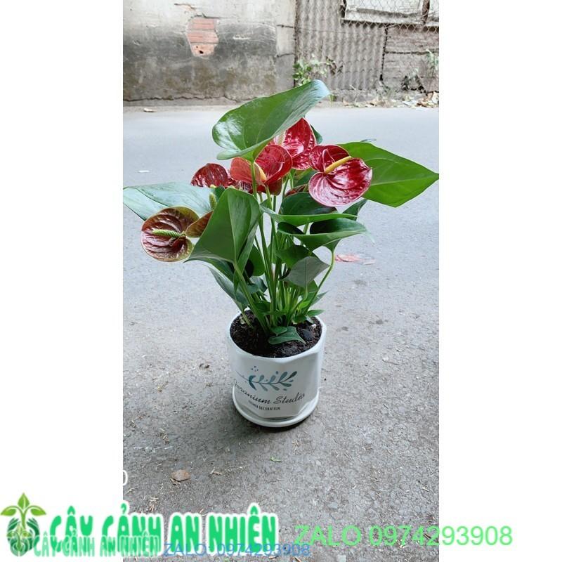 Chậu Hồng Môn