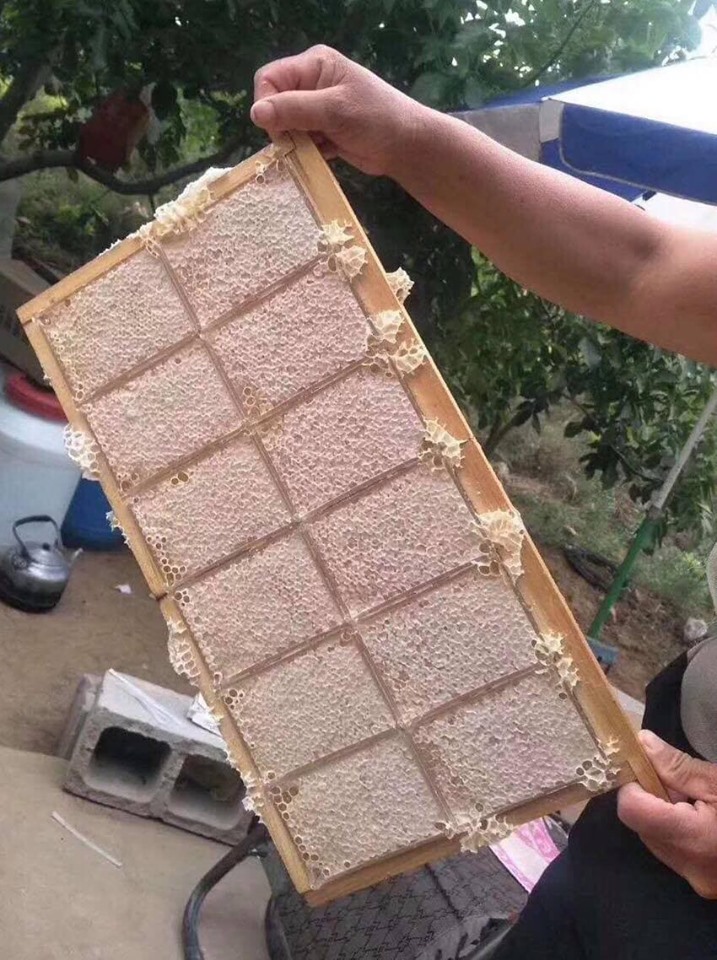 Mật Ong Bánh Tổ Thảo Mộc Hộp 600gr Loại Hoa Rừng Honeycomb