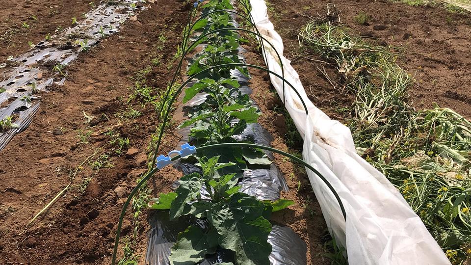Khung vòm trồng rau Daim Japan rộng 50cm cao 50cm chuyên dùng trồng rau ăn lá set 10 cái