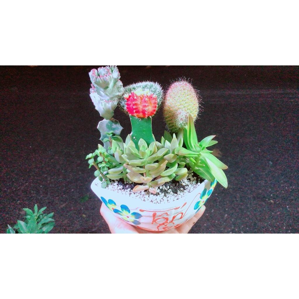 Chậu Cây Xương Rồng Tiểu Cảnh