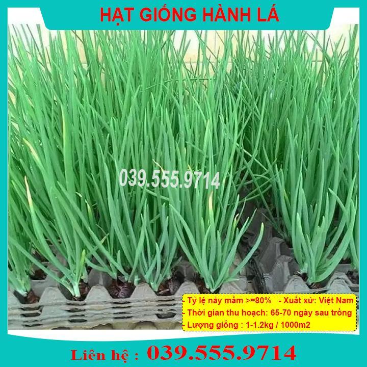 HẠT GIỐNG HÀNH GIỐNG CHUẨN DỄ TRỒNG