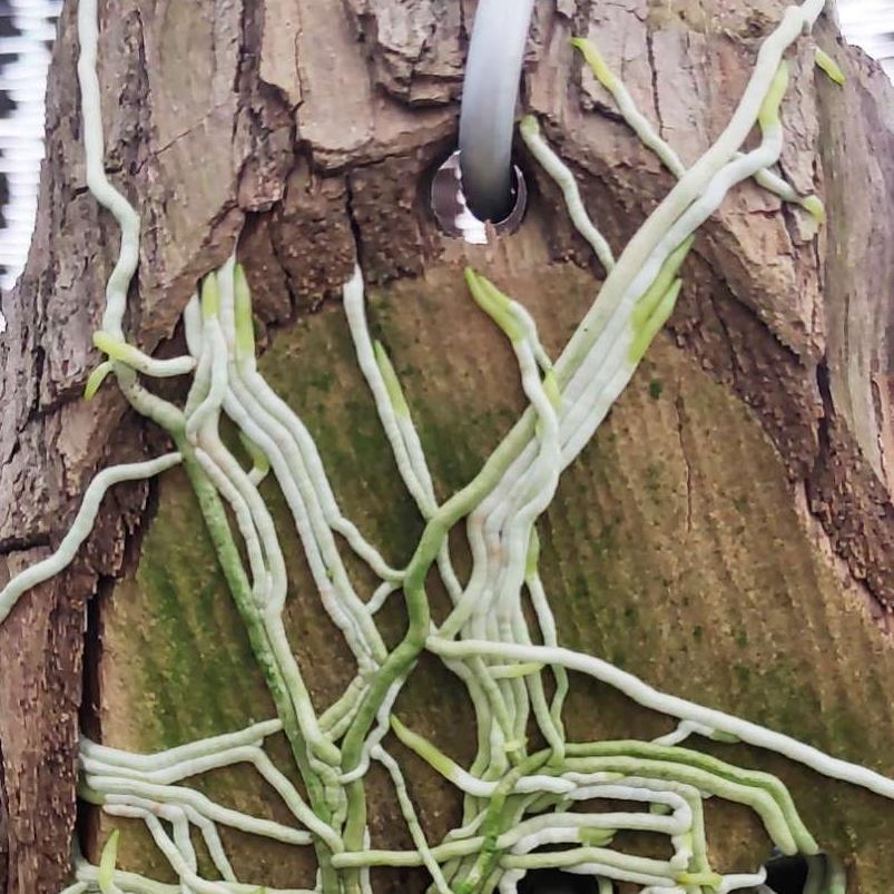 Phân bón lá vitamin B1 - 235ml