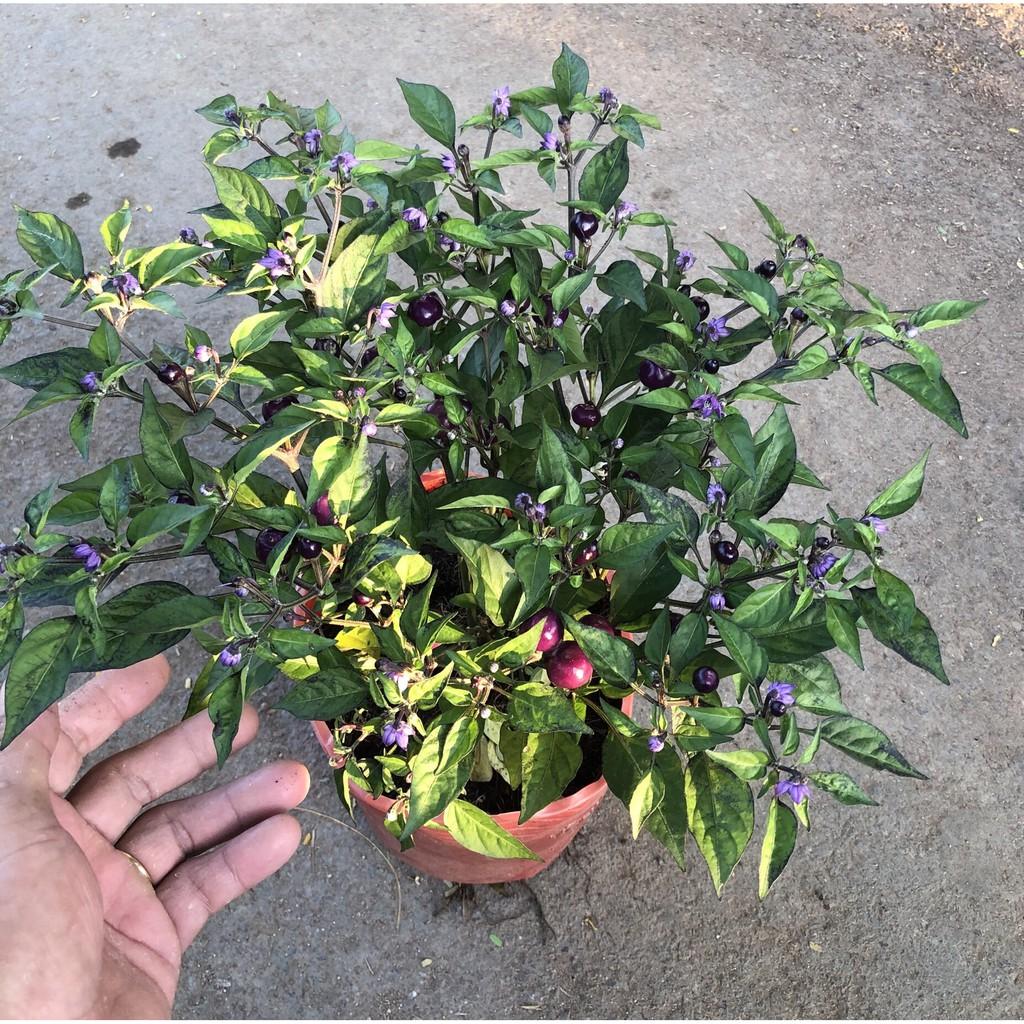 Chậu cây ớt tím tròn