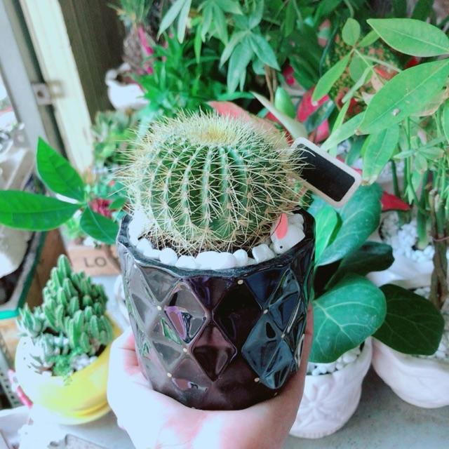 Chậu Xương Rồng Trạng Nguyên