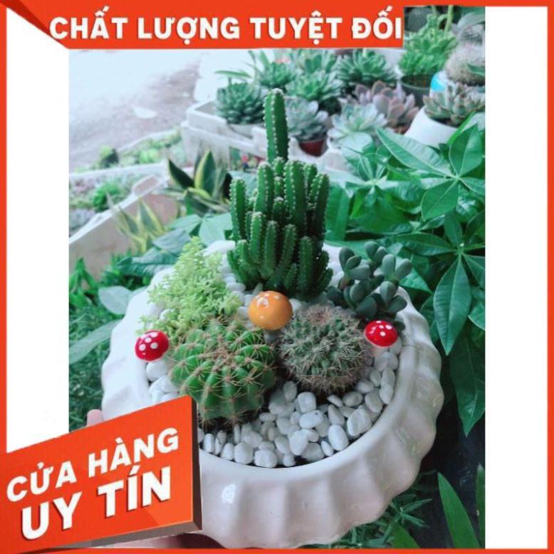 Chậu cây xương rồng mix Nhiều Người Mua