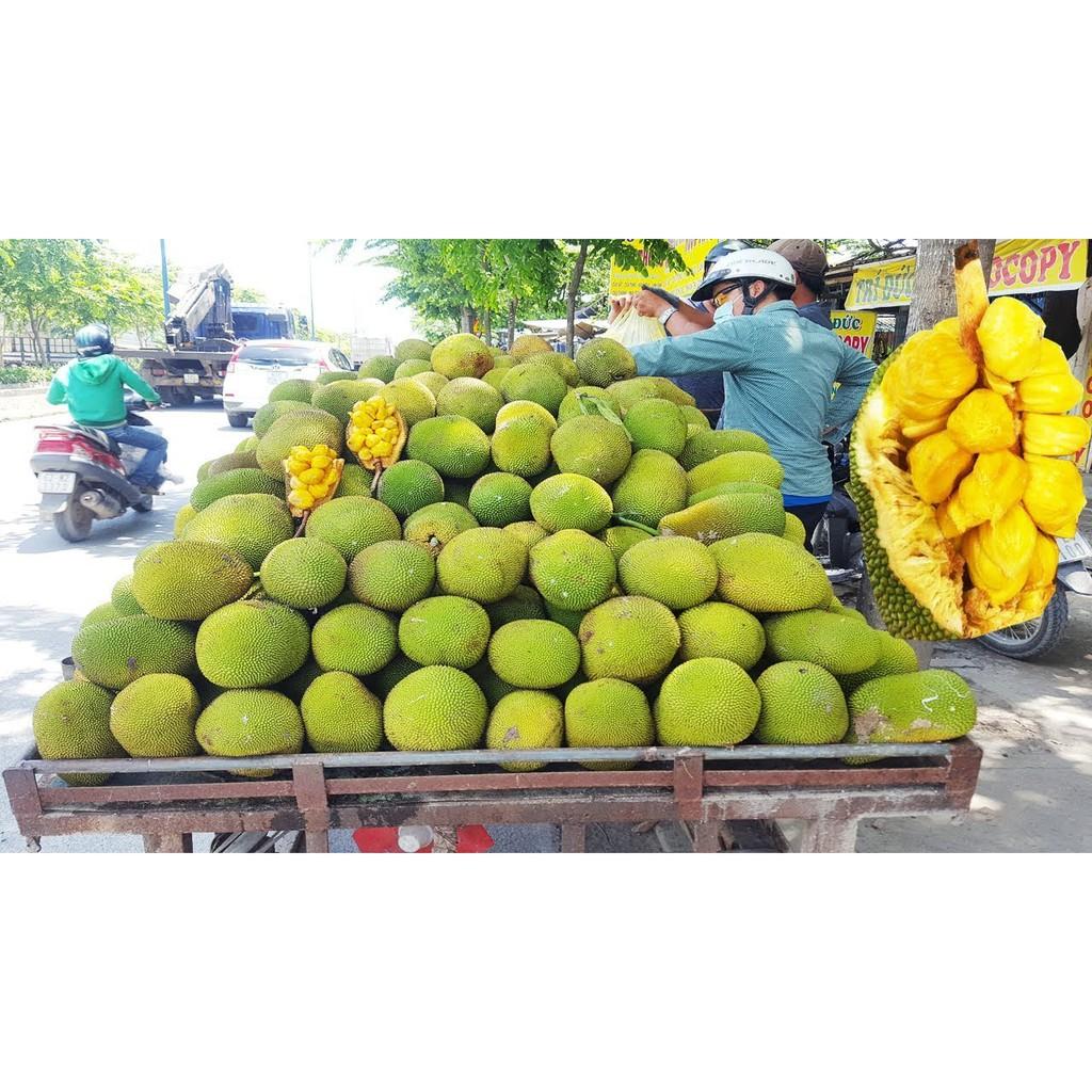 CÂY GIỐNG MÍT TỐ NỮ SIÊU QUẢ SIÊU NGỌT. CAM KẾT, BẢO HÀNHGIỐNG CHUẨN F1