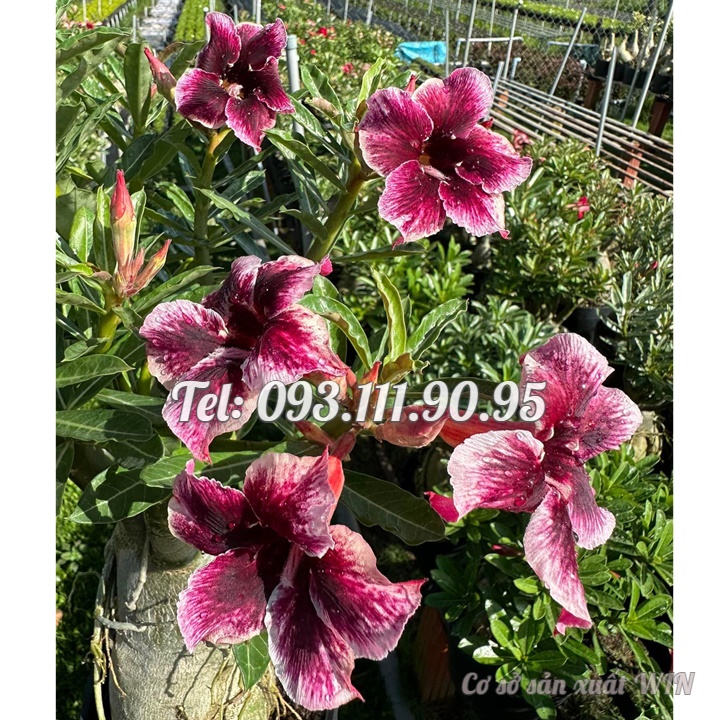 Bịch 10 hạt giống hoa sứ Thái Lan thiên vương tím – Mã số 1378