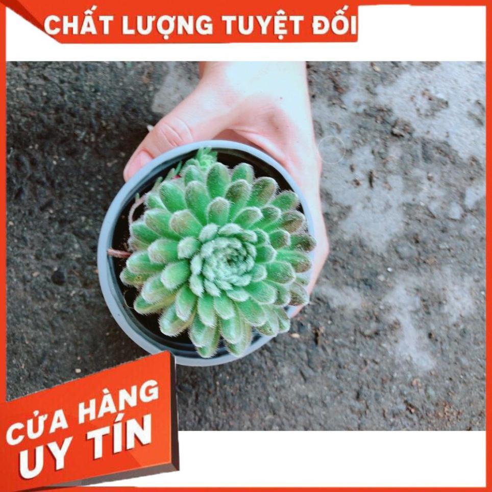 Chậu Phật Bà Nhím Xanh Nhiều Người Mua