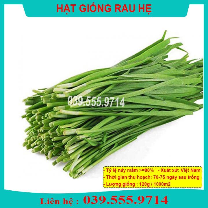 HẠT GIỐNG RAU HẸ DỄ TRỒNG NHANH ĂN
