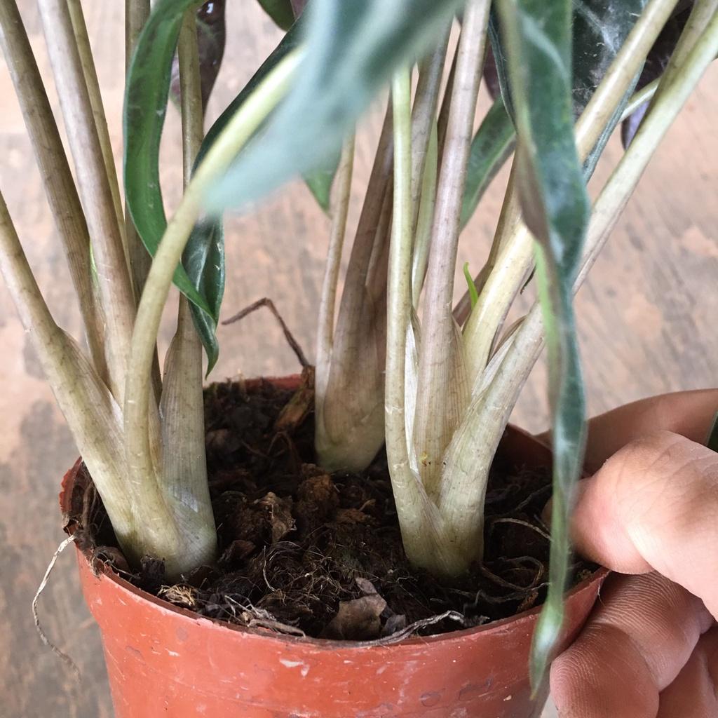 Cây Môn Tím Để Bàn,Trang Trí Phòng