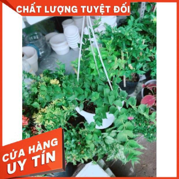 Chậu ốc cây lá tim treo