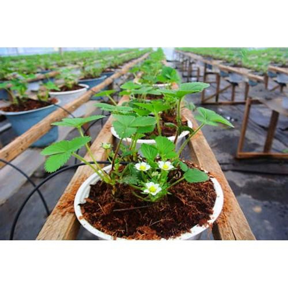 Bánh nén mụn xơ dừa   ~5dm3