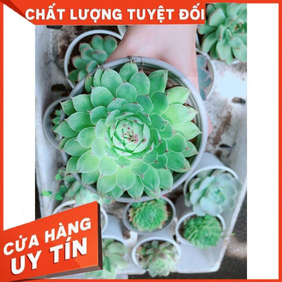 Sen đá phật bà Nhiều Người Mua