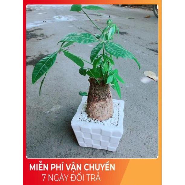 Chậu Kim Ngân Chân Voi