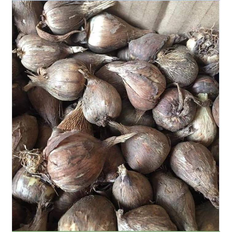 Củ giống hoa lan nam phi hoa màu hồng