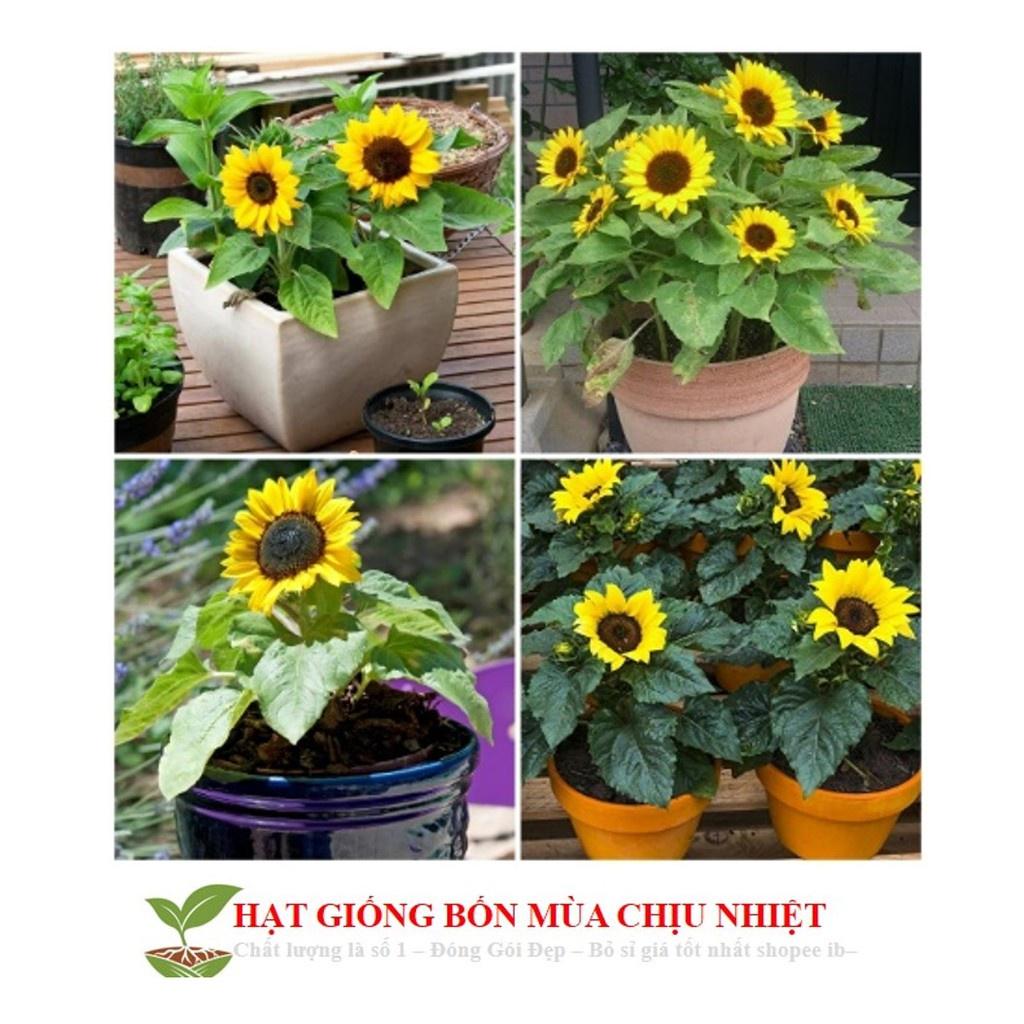 HẠT HOA HƯỚNG DƯƠNG LÙN F1