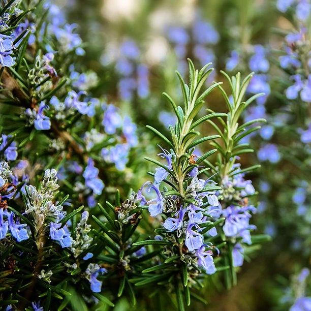 Hạt giống Hương Thảo Rosemary 230 gói 0.03gr