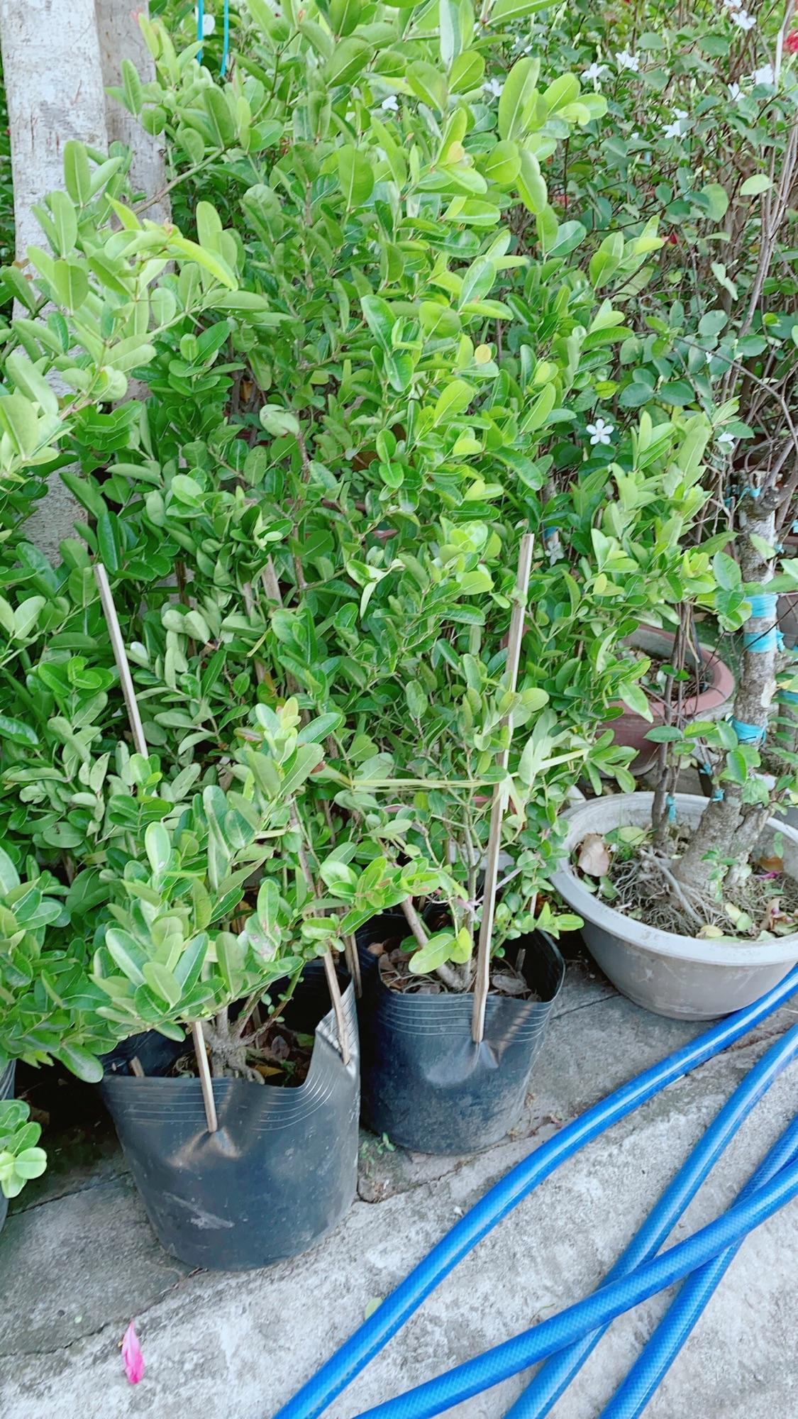 Cây Siro có sẵn quả