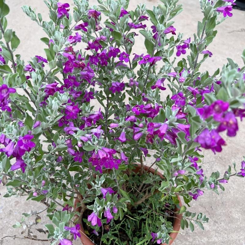 Cây tuyết sơn phi hồ cao 40-45cm, cây hoa cảnh nở quanh năm, trồng trang trí sân vườn, ban công