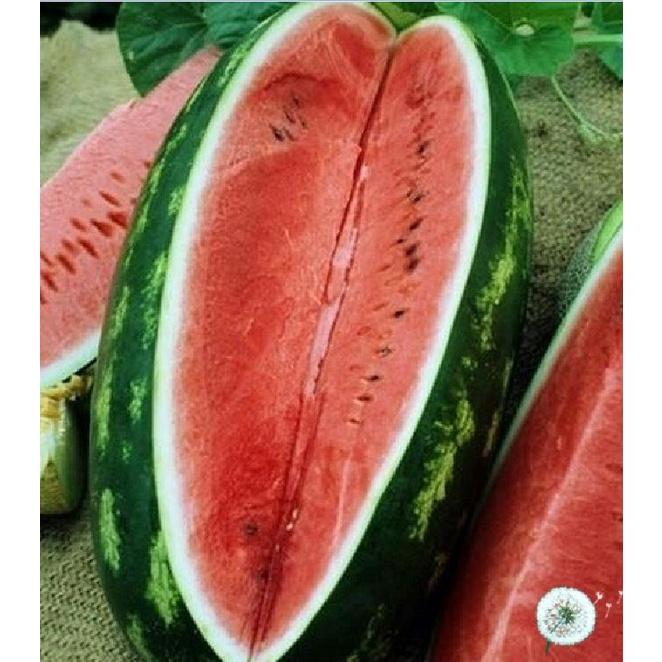 Combo 3 Gói Hạt giống dưa hấu ruột đỏ trái dài-gói 10 hạt-tặng kèm gói phân bón lót