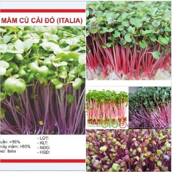 Combo 3 gói hạt giống rau ăn mầm