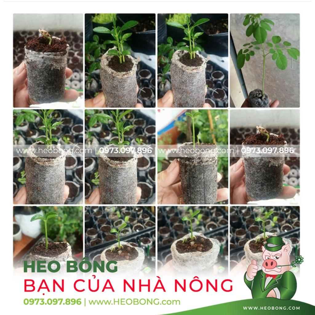 VIÊN NÉN XƠ DỪA - Ươm hạt tiện lợi