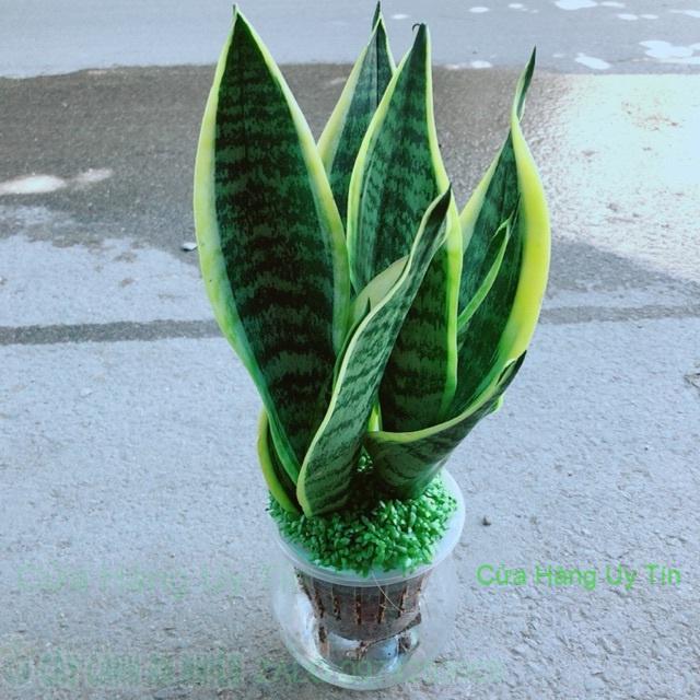 Chậu Lưỡi Hổ Thuỷ Sinh