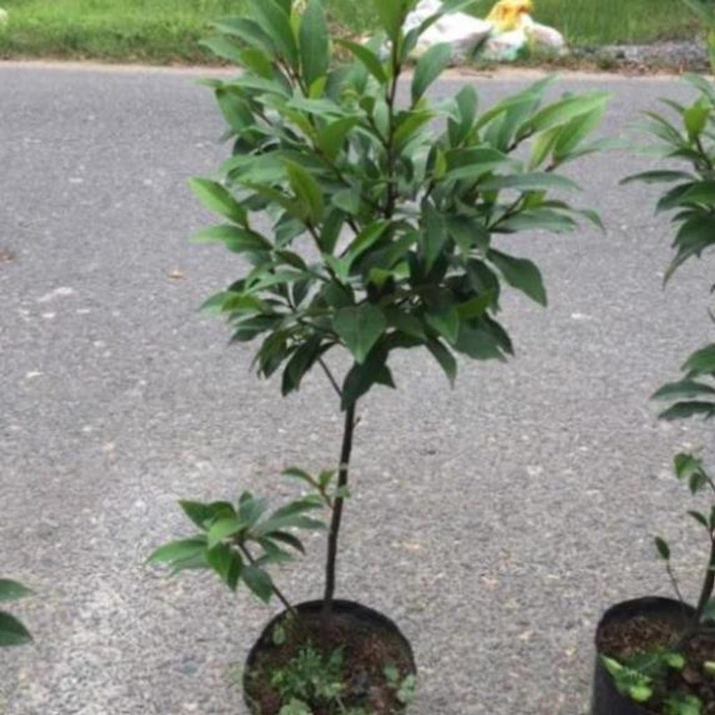 Cây hoa lan tiêu hương thơm , cây đẹp, giống chuẩn ảnh thật số 1- ảnh đại diện