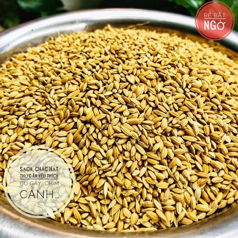 Lúa tiêu ruột đỏ, thức ăn yêu thích chim cu gáy 1kg