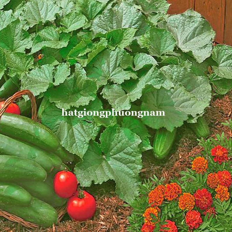 10 H - HẠT GIỐNG DƯA CHUỘT BỤI 80 CM