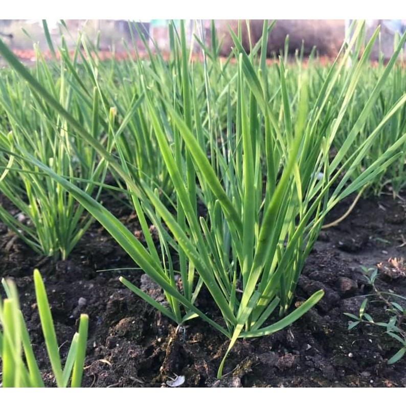 Hạt giống hẹ lá