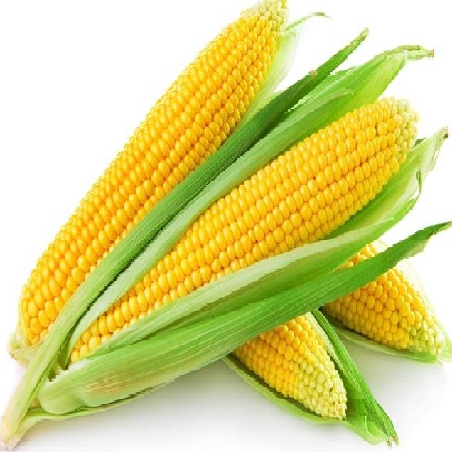 Hạt giống Bắp ngọt , đóng gói 5gr hoặc 50gr