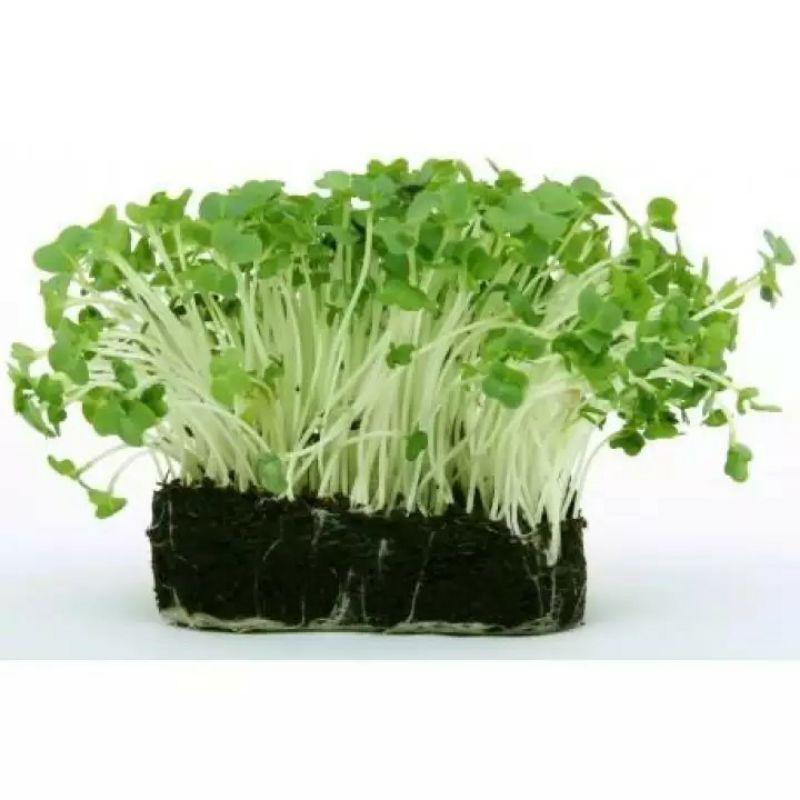 Hạt Giống Rau Mầm_ Mầm Củ Cải Đỏ