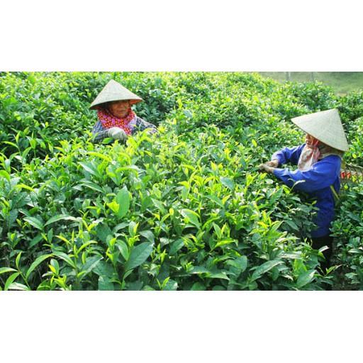 Combo 5 bầu giống chè xanh thái nguyên
