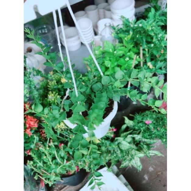 Chậu ốc cây lá tim treo