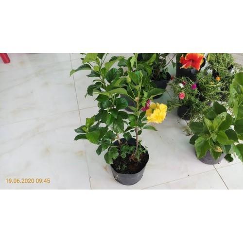 CHẬU CÂY DÂM BỤT LÙN CÁNH KÉP MÀU VÀNG - NCCGHDBLCK